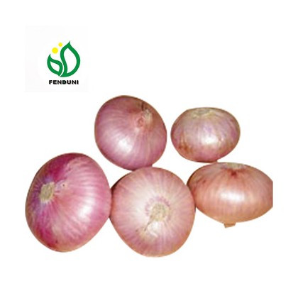 2020 New Crop Fresh onion