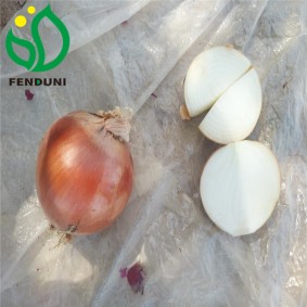 China Yellow Onion