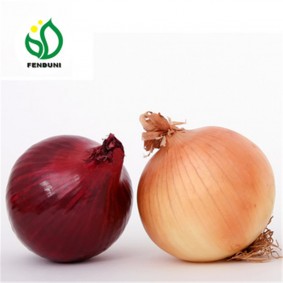 Chinese Fresh Onions