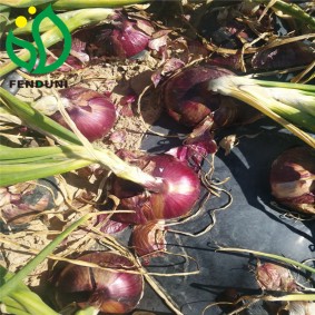 Fresh Red Onion