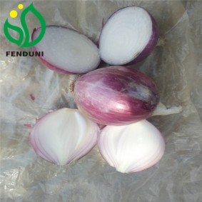 Good Price Red Onion