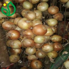 Hot Sale Yellow Onions