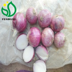Yellow Onion and Red Onion