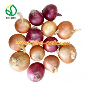 China Best Onion Supplier