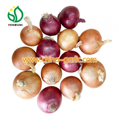 China Best Onion Supplier