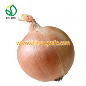 Export Fresh Onion with pallet