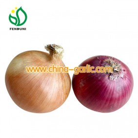 Fresh Onion for import and export
