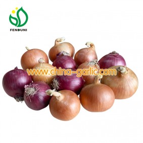 Fresh Onion 25 per bag