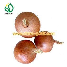 Fresh Onion Price in low