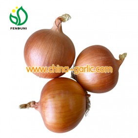 Gansu Onion hot sales