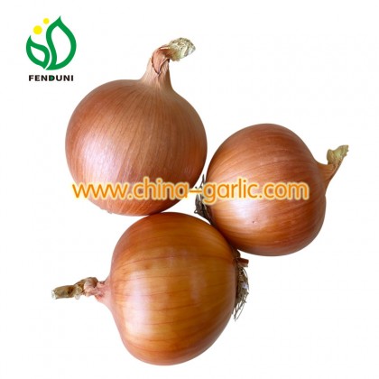 Gansu Onion hot sales