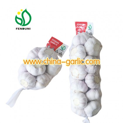 Garlic Ajo Alho Ail