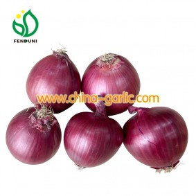 Onion Price