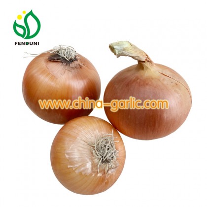 Onion Price Per Ton