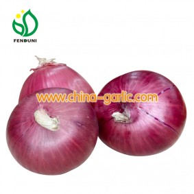Red Onion for Export in different packages