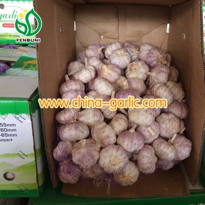 Super White Natural Garlic White Garlic ship by 1X40'' reefer container with pallet