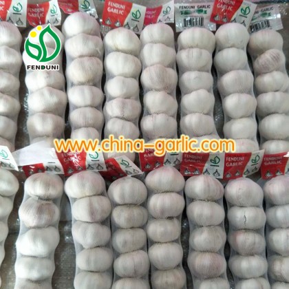 Normal White Fresh Garlic with customizes packages 1kgs 500g, 5p, 3p in small packages /Shandong Crop, Hand Picked,Fenduni Label