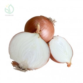 China New Crop Yellow Onion Or Red Onion For Sale