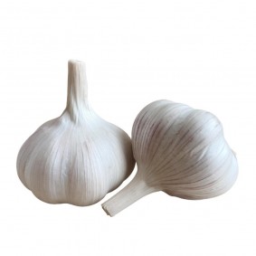 Fresh White Garlic for Panama Market 1lg/0.5lbs in 10kg Bag Fresh White Garlic for Panama Market 1lg/0.5lbs in 10kg Bag