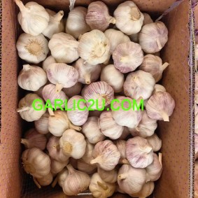 Pure White Garlic 2022 Crop 4p/bag New Harvest