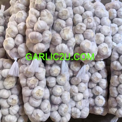 JIN XIANG XINGDA GARLIC Manufactory (china leading garlic supplier with good quality, cheap price garlic) JIN XIANG XINGDA GARLIC Manufactory (china leading garlic supplier with good quality, cheap price garlic)