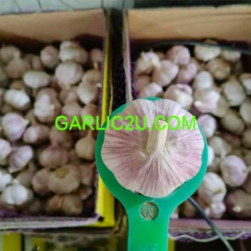 China Normal White Fresh Garlic Wholesale Price
