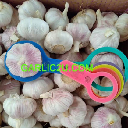 New Crop Fresh White Garlic Supplier with low price New Crop Fresh White Garlic Supplier with low price