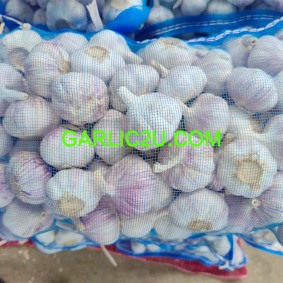 Spanish Red Garlic AJO
