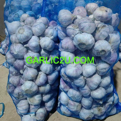 Ajo of China (China Garlic)