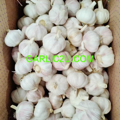 China Natural Garlic Price for export