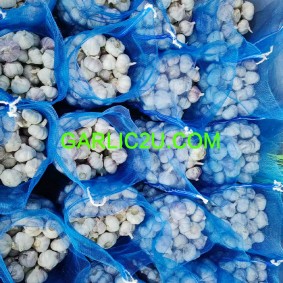 Fresh Garlic 1kgs Per bag