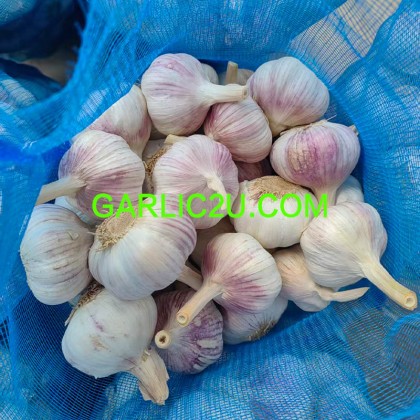 fresh garlic 6.0cm