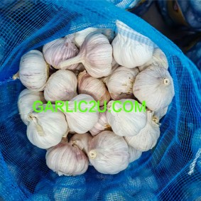 Fresh Garlic/ Ajo/ Alho / Ail
