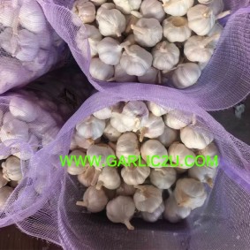 Fresh Garlic from Chinese