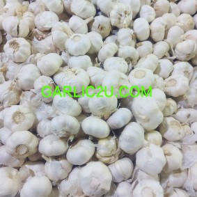 Fresh Normal White Garlic 5p/bag