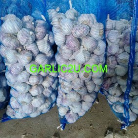 Garlic Supplier from China
