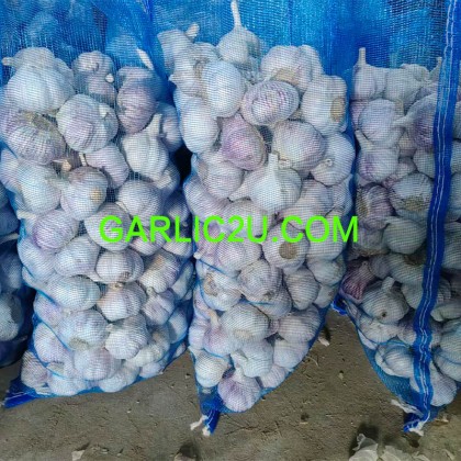 Garlic Supplier from China