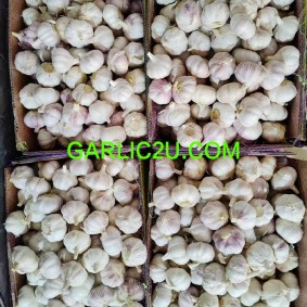 cheap price fresh garlic