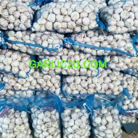 China/Chinese Fresh Garlic Price from Garlic Exporters