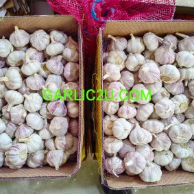 Chinese normal garlic for sale white fresh garlic price shandong garlic