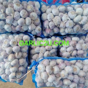 Elephant Garlic Seed