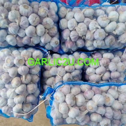 Elephant Garlic Seed