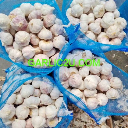 Fresh Garlic 10kg/bag loosely