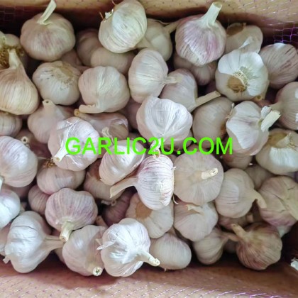 China Garlic Price in Cheap (4.5cm-6.5cm/package in carton/bag) for Import/Export - new arrival China Garlic Price in Cheap (4.5cm-6.5cm/package in carton/bag) for Import/Export - new arrival