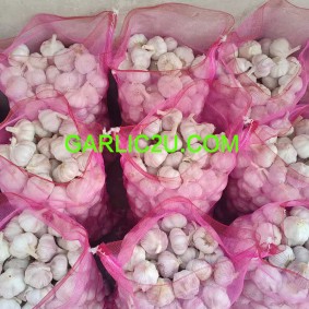 China Garlic Price in different Garlic Sizes( 4.5cm/5.0cm/5.5cm/6.0cm)