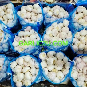 China/Chinese Fresh Garlic Price from Garlic Exporters