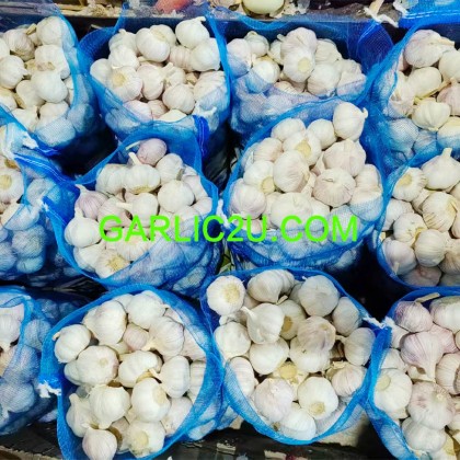 China/Chinese Fresh Garlic Price from Garlic Exporters