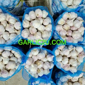 Fresh White Garlic for Panama Market 1lg/0.5lbs in 10kg Bag