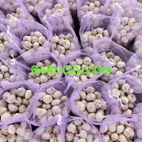 Supply China bulk natural garlic in low price for sale