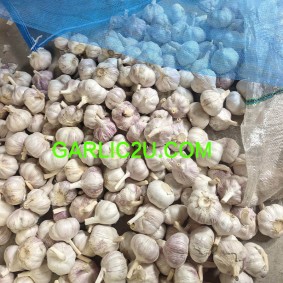 20kg bags garlic for Congo